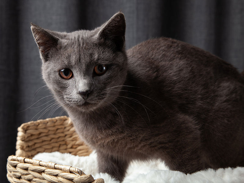 The Importance of Cat Trees and the Evolution of Cat Furniture