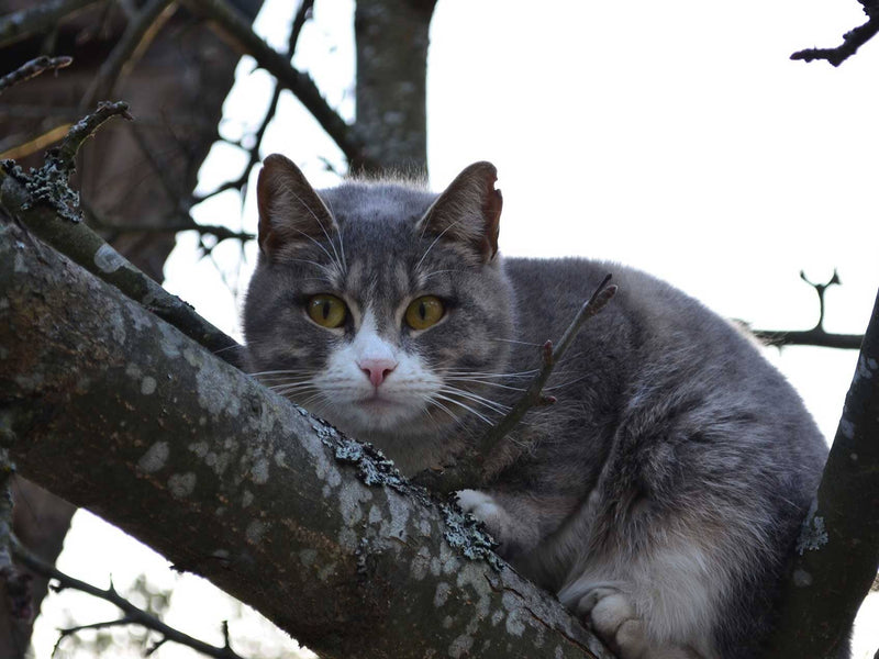 Securing Trees Against Climbing