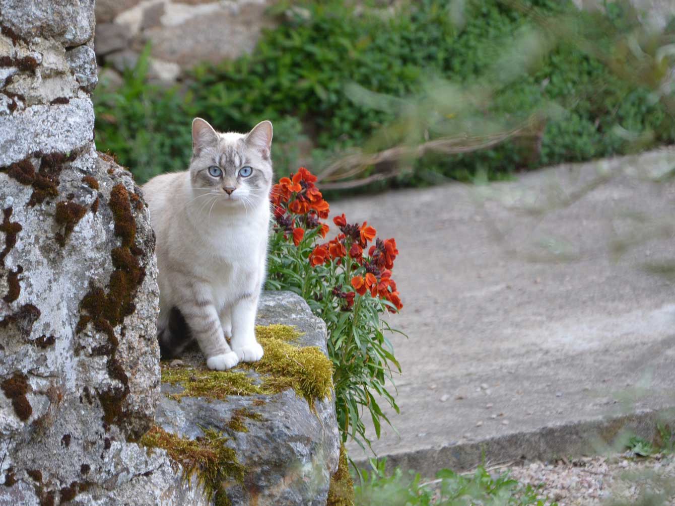 Cat Fence Rollers - What You Need to Know