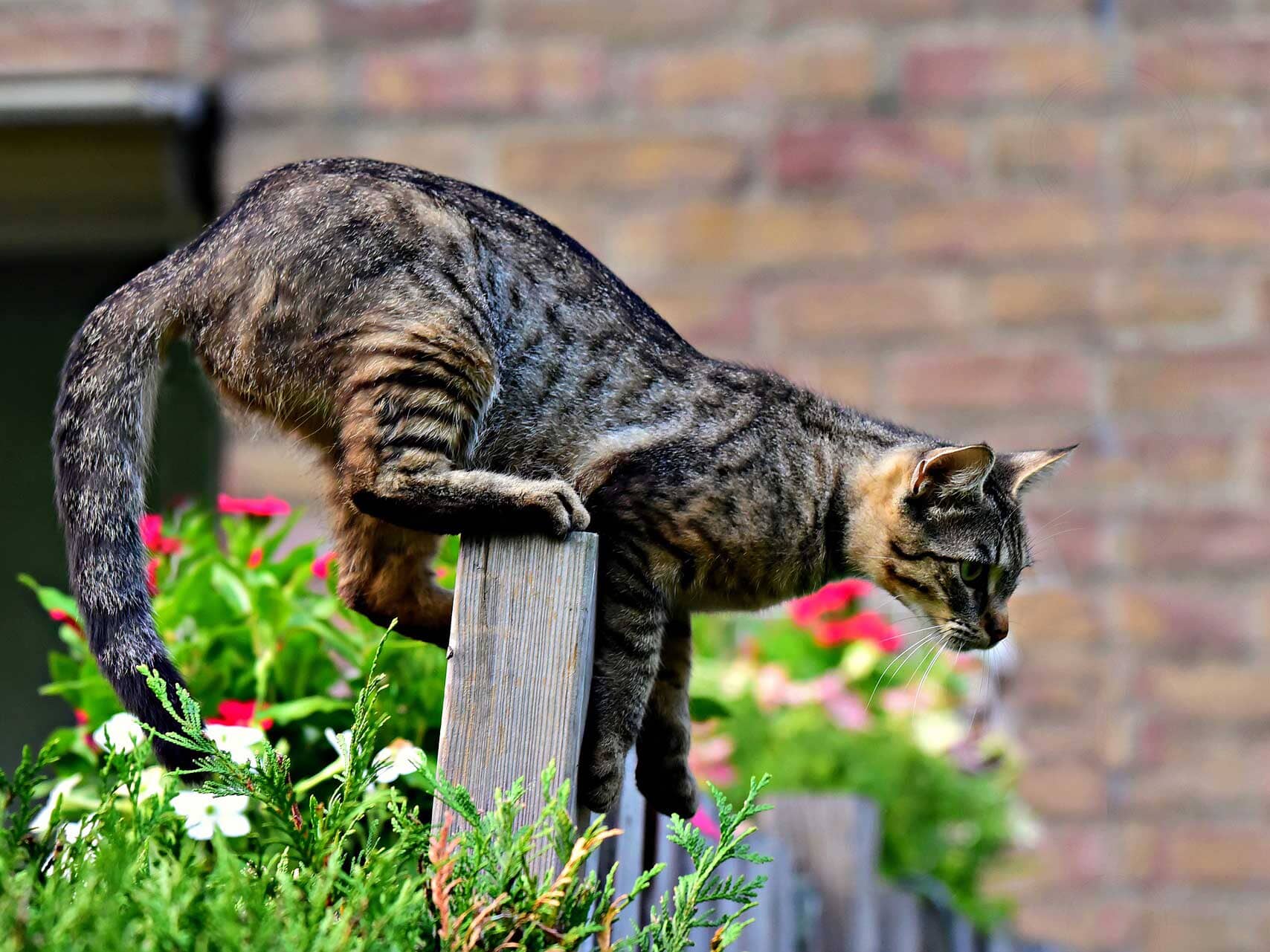 Do Cat Spikes Work? Cat Deterrent & Repellents  Purrfect Fence
