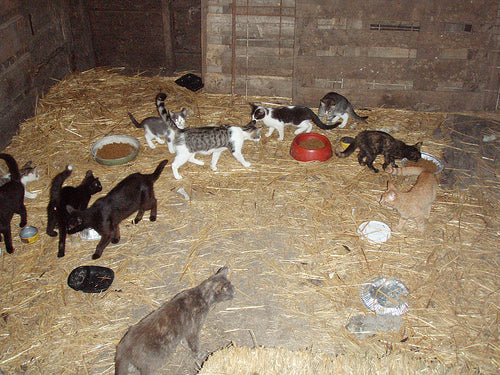 Cat Distemper Symptoms