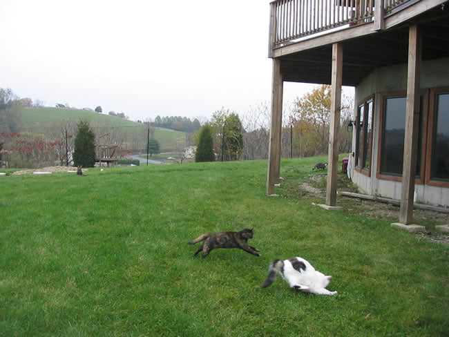 cats playing in a cat proofed backyard