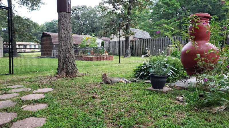 cat relaxing in the ground protected with fence