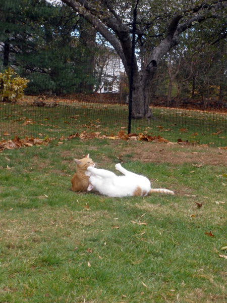 Two cats playing with a freestanding cat fence