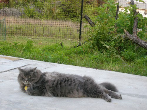 funny safe cat laying outside