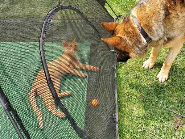 How to choose an outdoor cat tent for your pet?