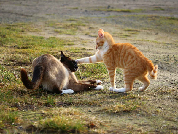 Why Do Cats Hate Aluminum Foil So Much? A Vet Explains - DodoWell - The Dodo