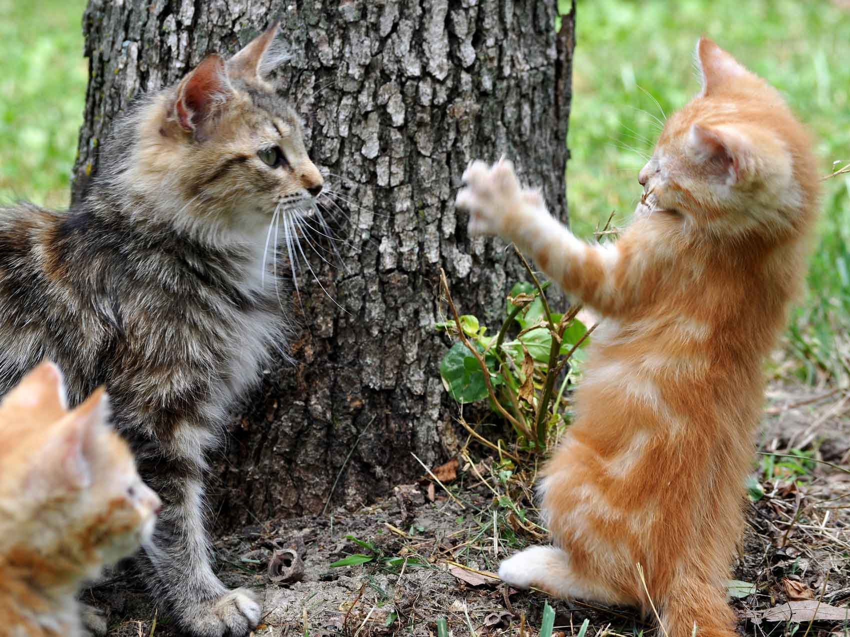 How To Let Your Cat Outside The Right Way Purrfect Fence