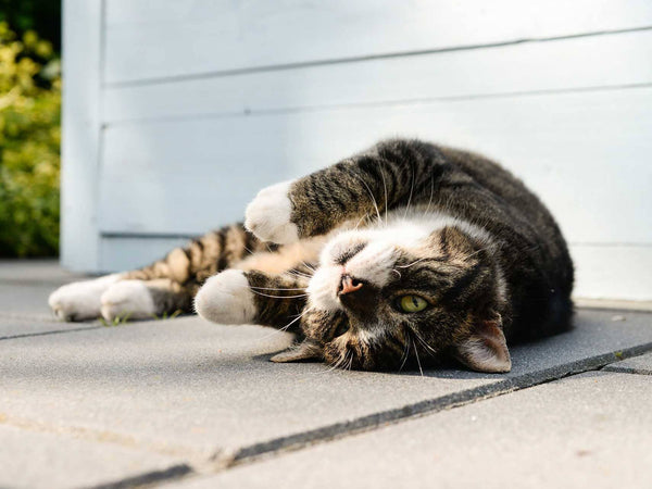 Outdoor Access is Key to Your Cat's Mental & Physical Health