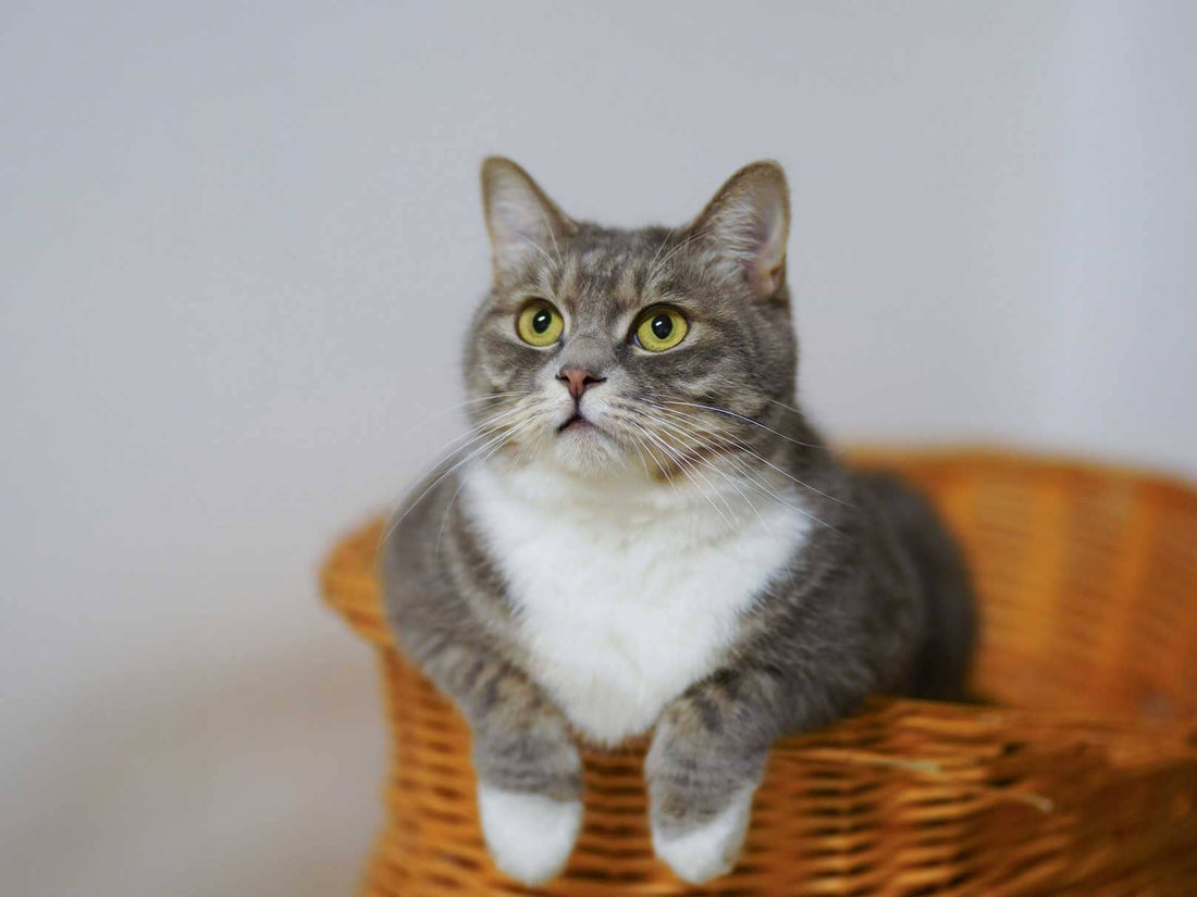 What Cat-Proof Fence is Best for My Cat?