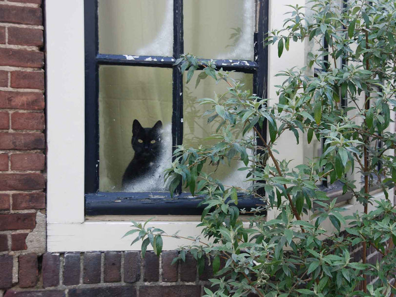 How An Indoor Lifestyle Leads To Dangerous Obesity Issues