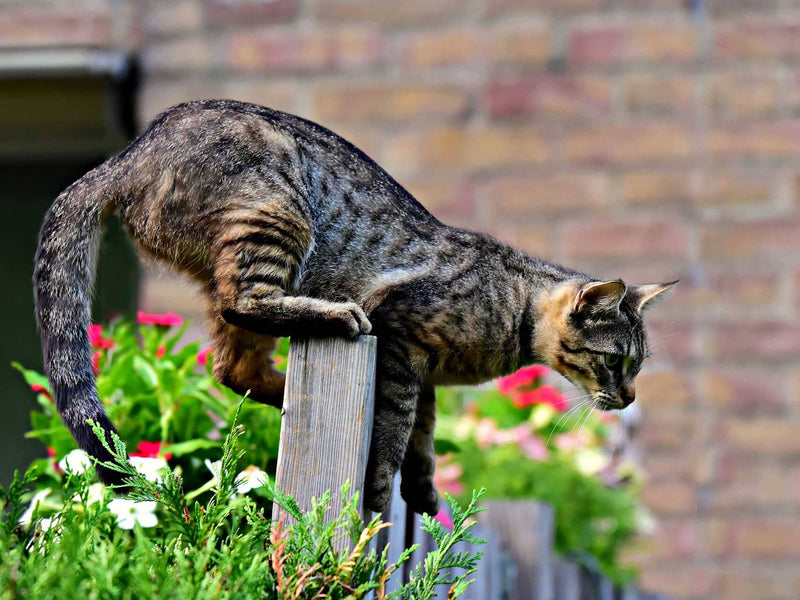 Do Cat Spikes Work? Cat Deterrent & Repellents - Purrfect Fence