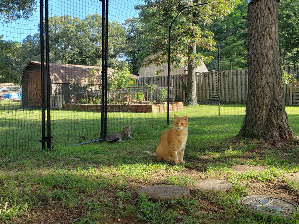 Problem: Extreme Cat Urine Solution: Purrfect Fence