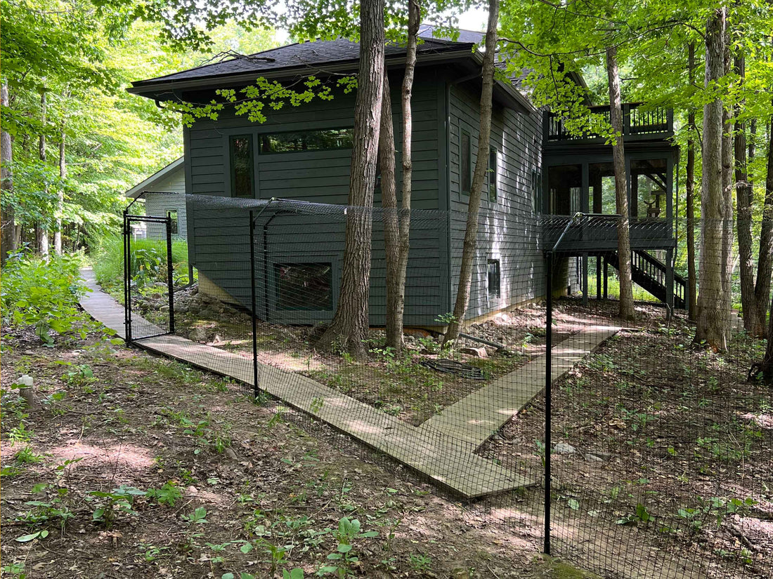 All About Cat Runs: Options, Considerations, & Best Practices