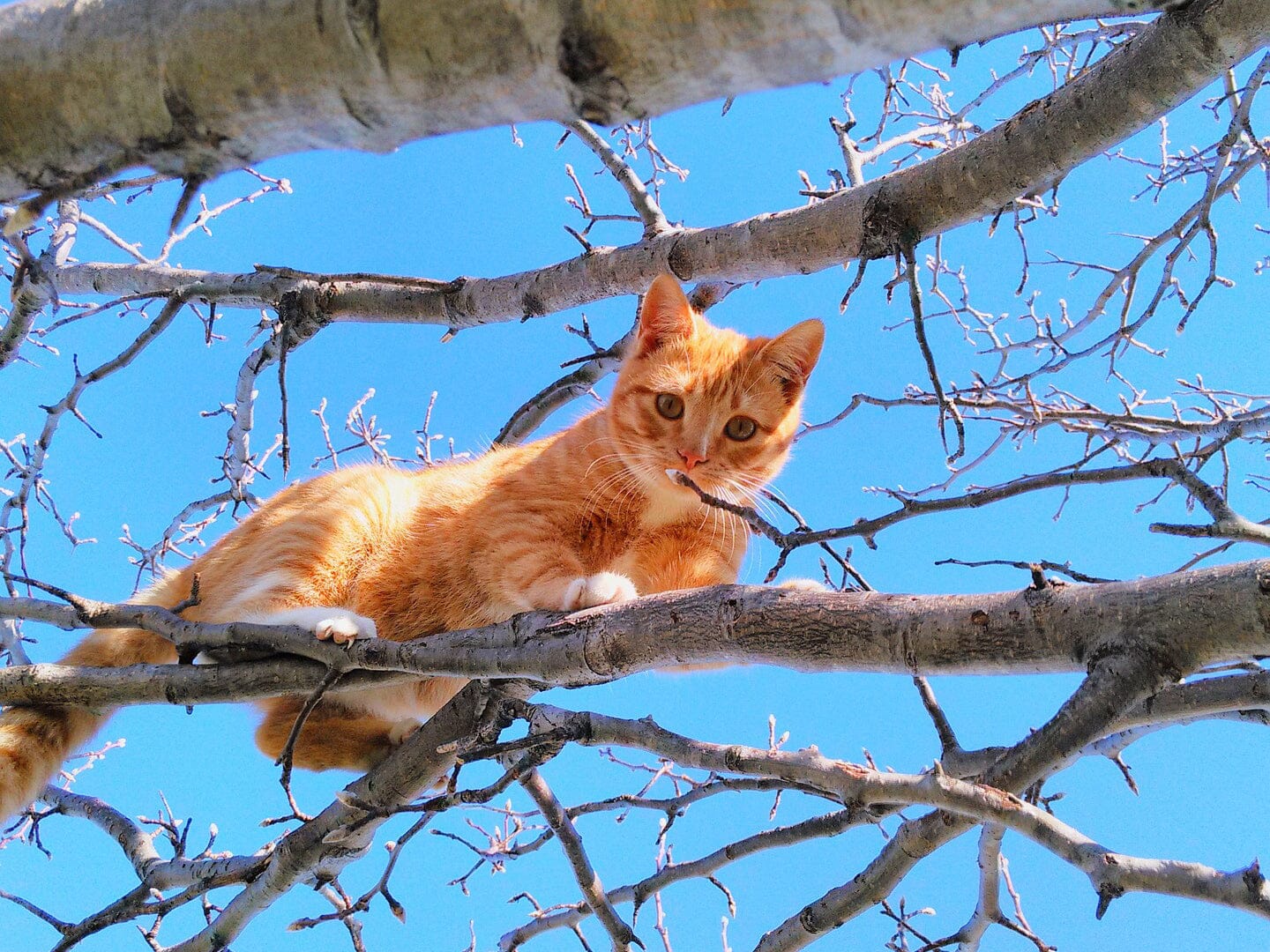 More to Cat-Proofing than a Purrfect Fence!