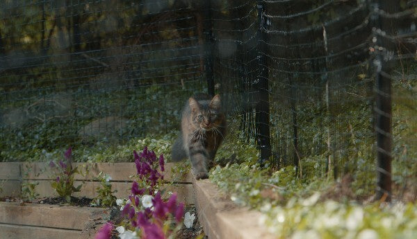 Most Effective Cat Barrier - Purrfect Fence