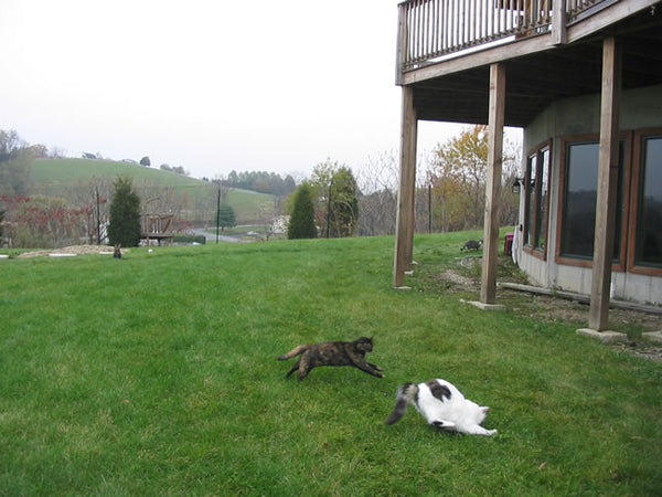 cats playing in a cat proofed backyard