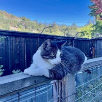 Patented Cat Enclosure - Purrfect Fence