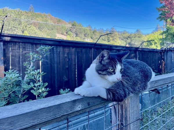 Patented Cat Barrier - Purrfect Fence