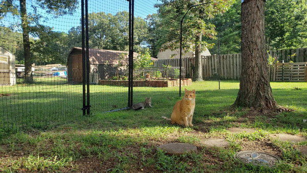 gallery image of a cat fence installed