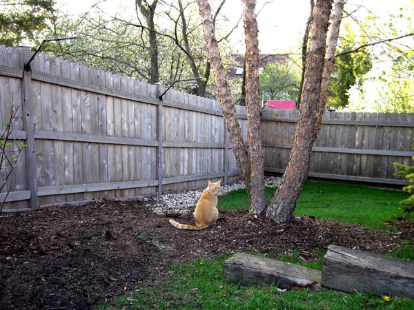 Cat safely contained in a backyard