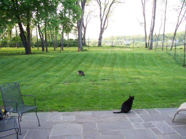 Large backyard with two cats contained