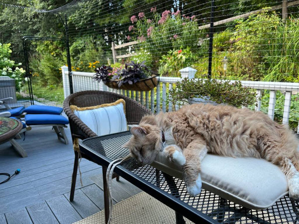 Patented Cat Proof Fence - Purrfect Fence