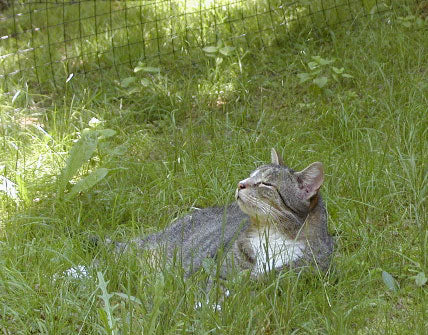 cat laying outside in garden