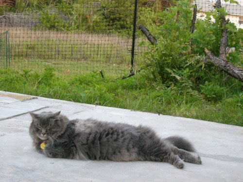 funny safe cat laying outside 