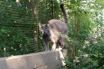 Cat walking on a ledge with purrfect fence in backround