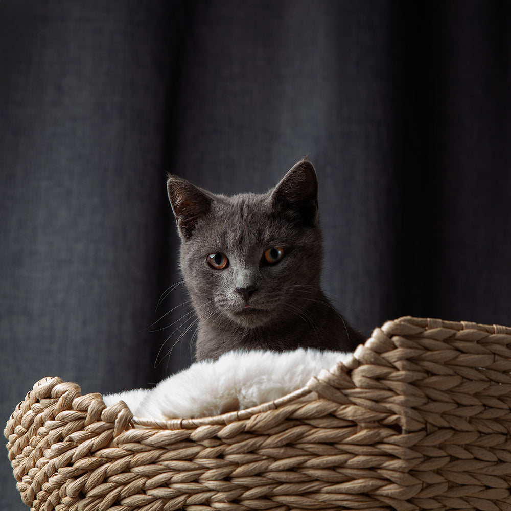 The Bungalow Cat Tree