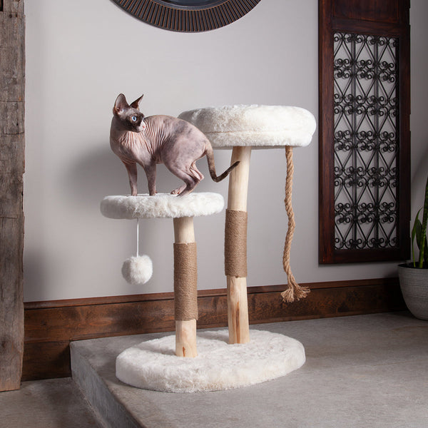 Sphynx Cat standing on top of white fur platform on cat tree