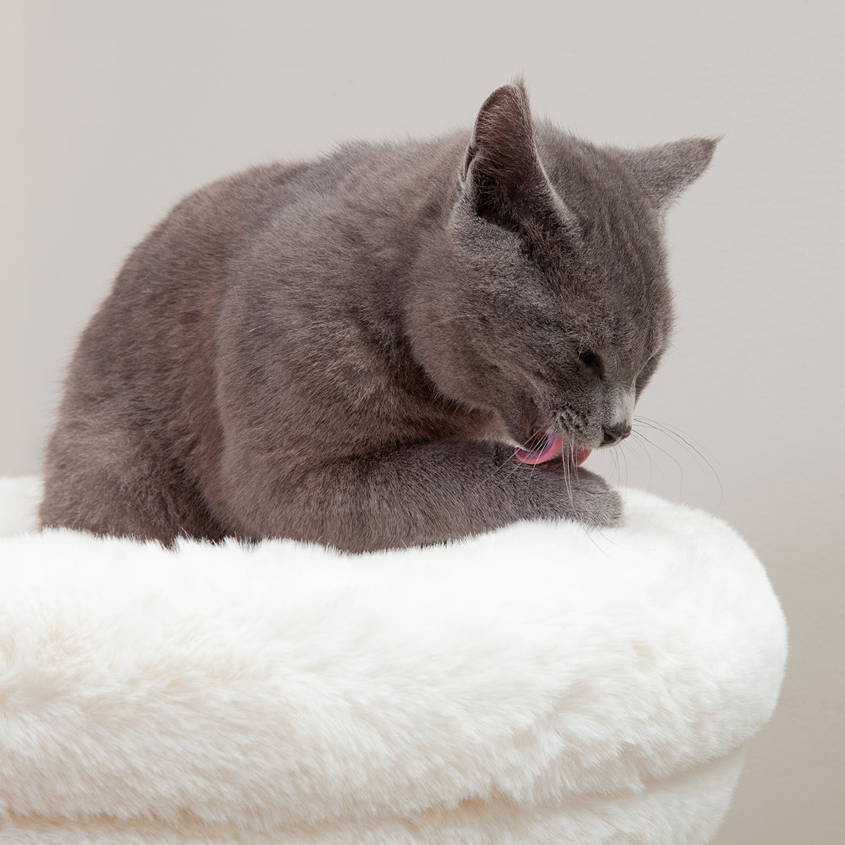 The Oasis Cat Tree – Purrfect Fence